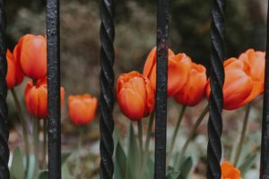 oranje