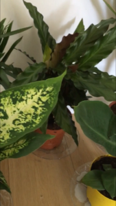 Plant
