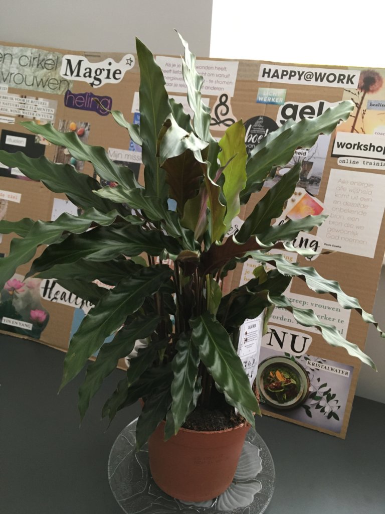 calathea overdag