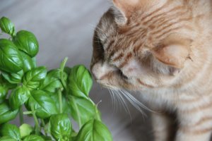 diervriendelijke planten