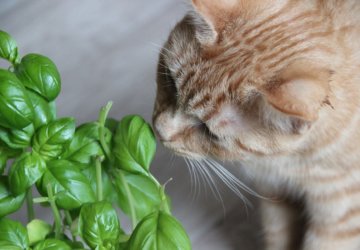 diervriendelijke planten