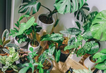 kamerplanten schoonmaken