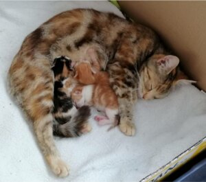 kitten