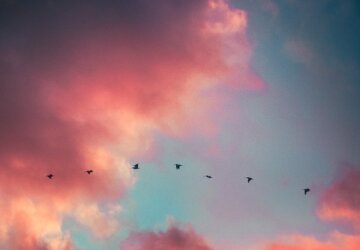 roze wolkenlucht met vogels in de vlucht