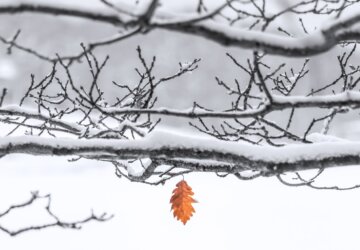 besneeuwde takken met één bruin bladje er nog aan